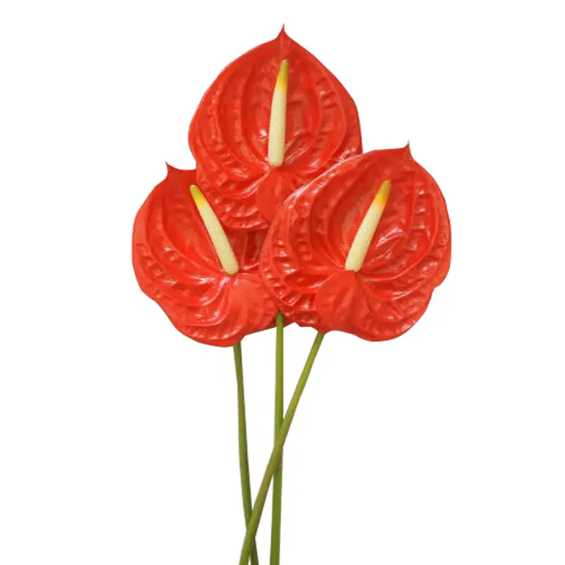 Hồng Môn đỏ (10 cành - Size trung)