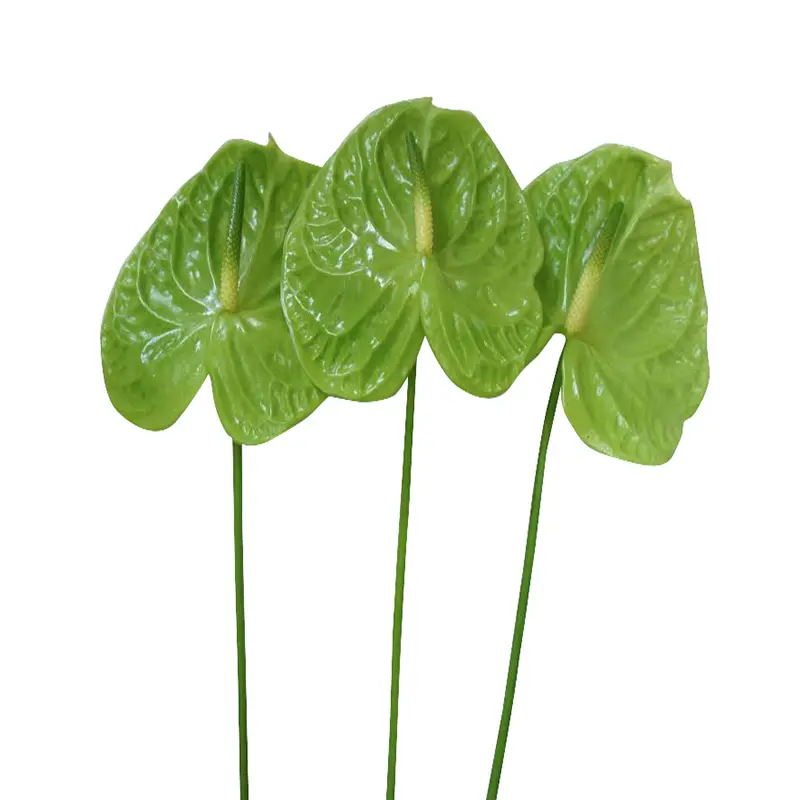 Hồng Môn xanh (10 cành - Size trung)