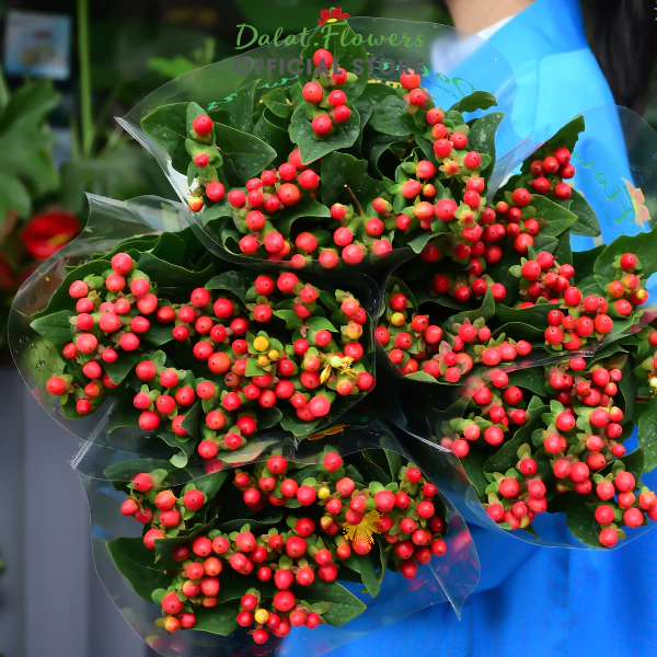 Chuỗi ngọc đỏ (10 cành)