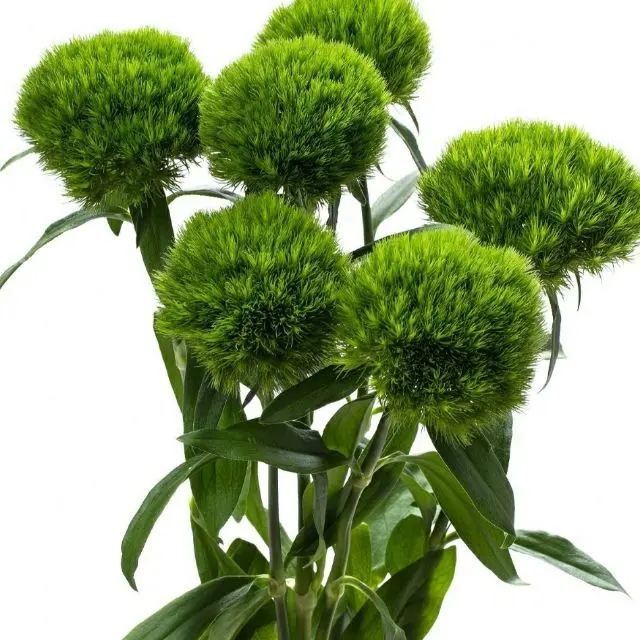 Green Wicky (5 cành)