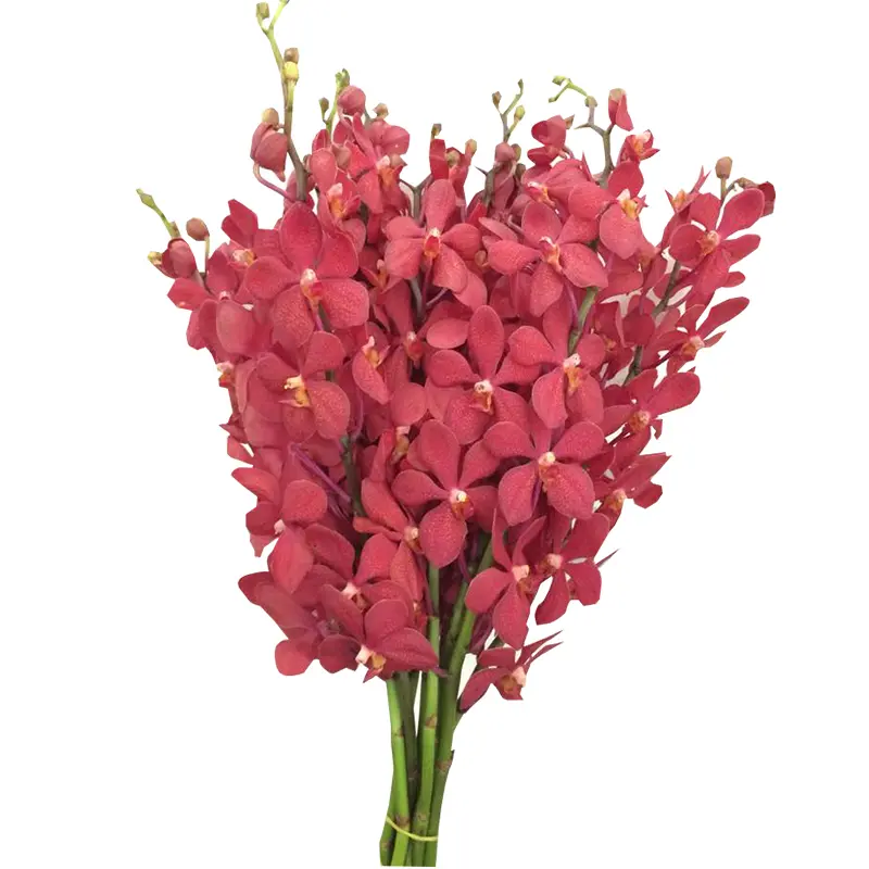 Lan Moka đỏ (10 cành)