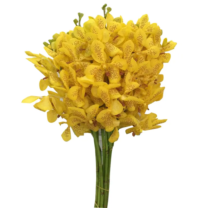 Lan Mokara Vàng Chấm Bi  (10 cành)