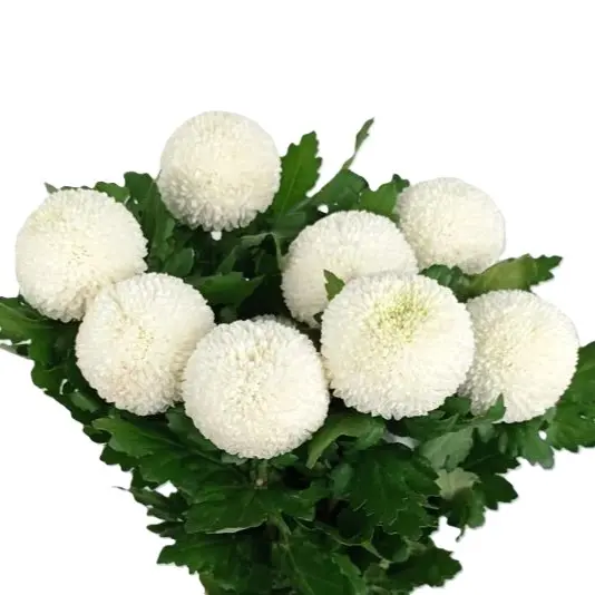 Cúc Ping Pong trắng (10 cành)