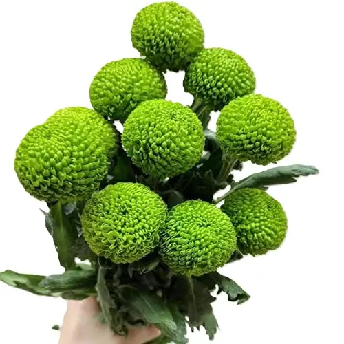 Cúc Ping Pong xanh (10 cành)