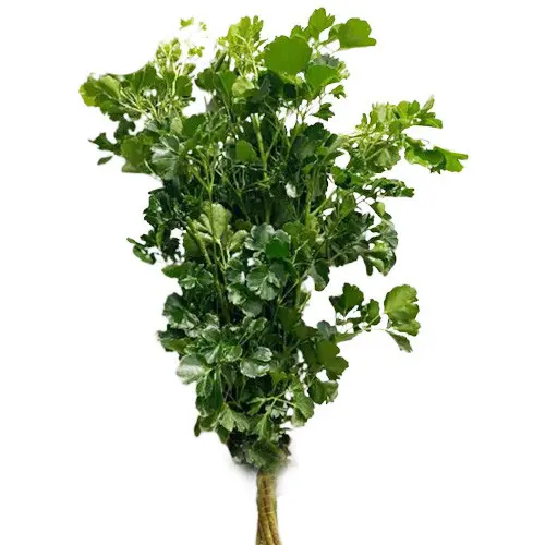 Lá Đinh Lăng cắm hoa (500 Gram)