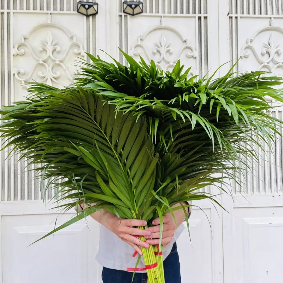 Lá Trầu Cau Trung Cắm Hoa (50 cành)