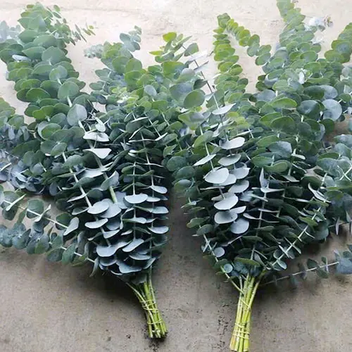 Lá bạc