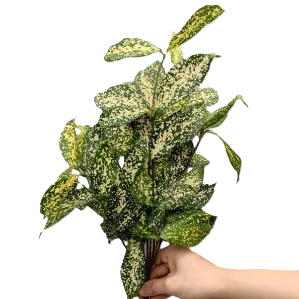 Lá trúc đốm
