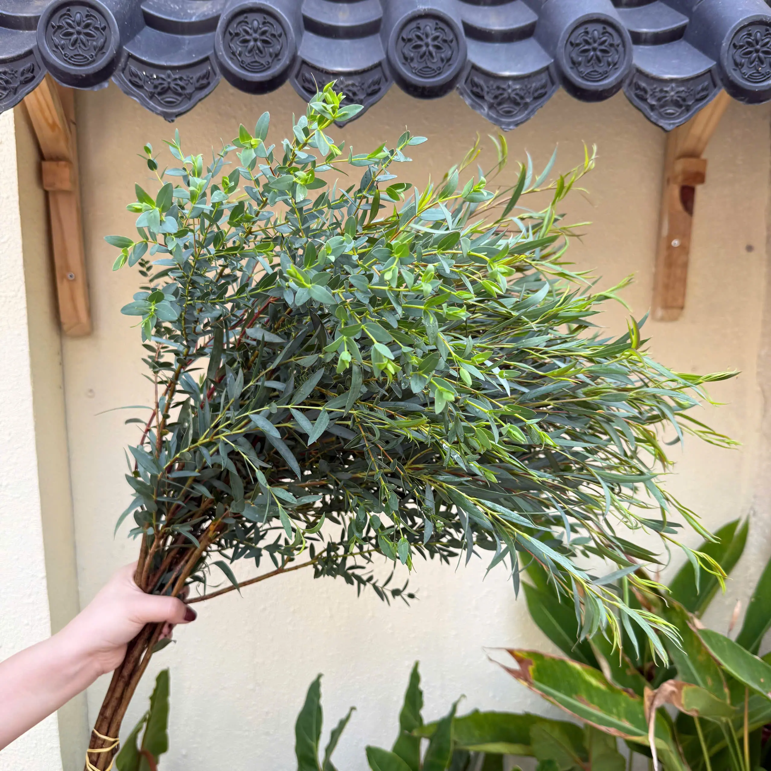Lá bạch đàn nhí