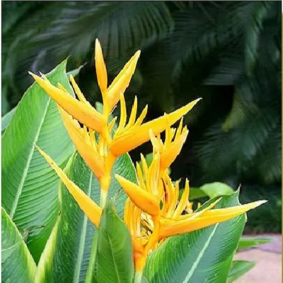 Hoa chuối én vàng (cành)