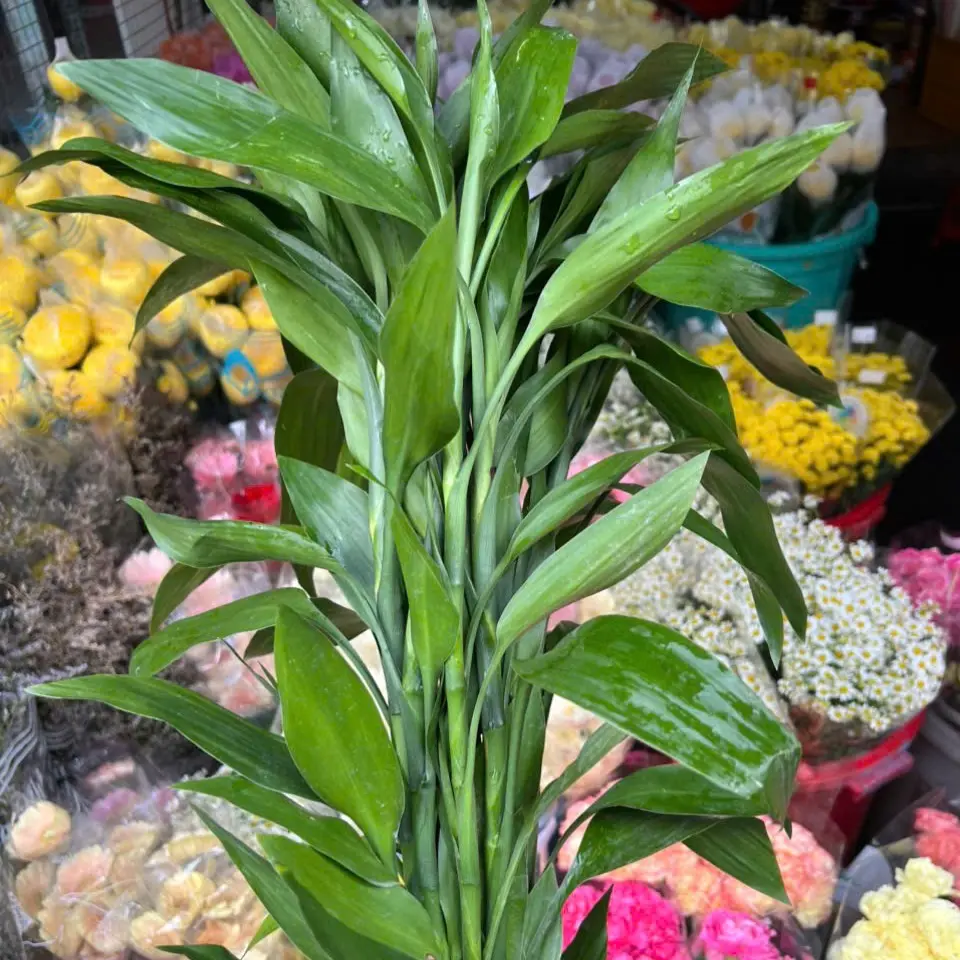 Cây phát tài (10 cây)