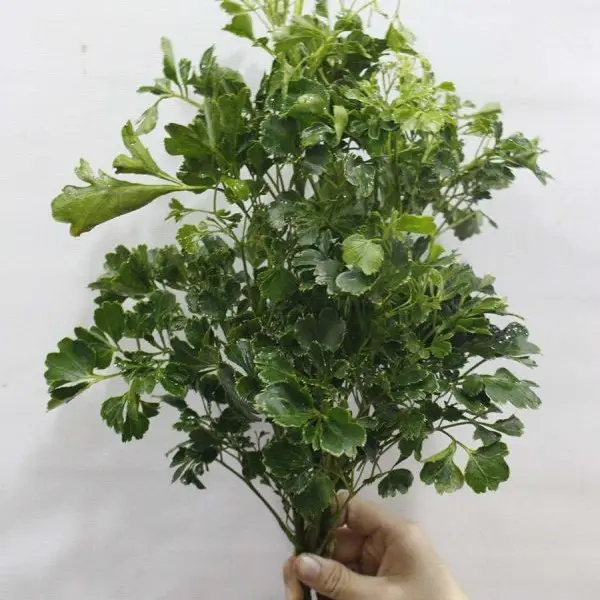 Cây đinh năng (500 Gram)