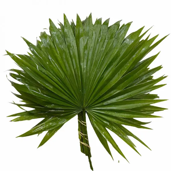 Lá mật cật (5 cành)