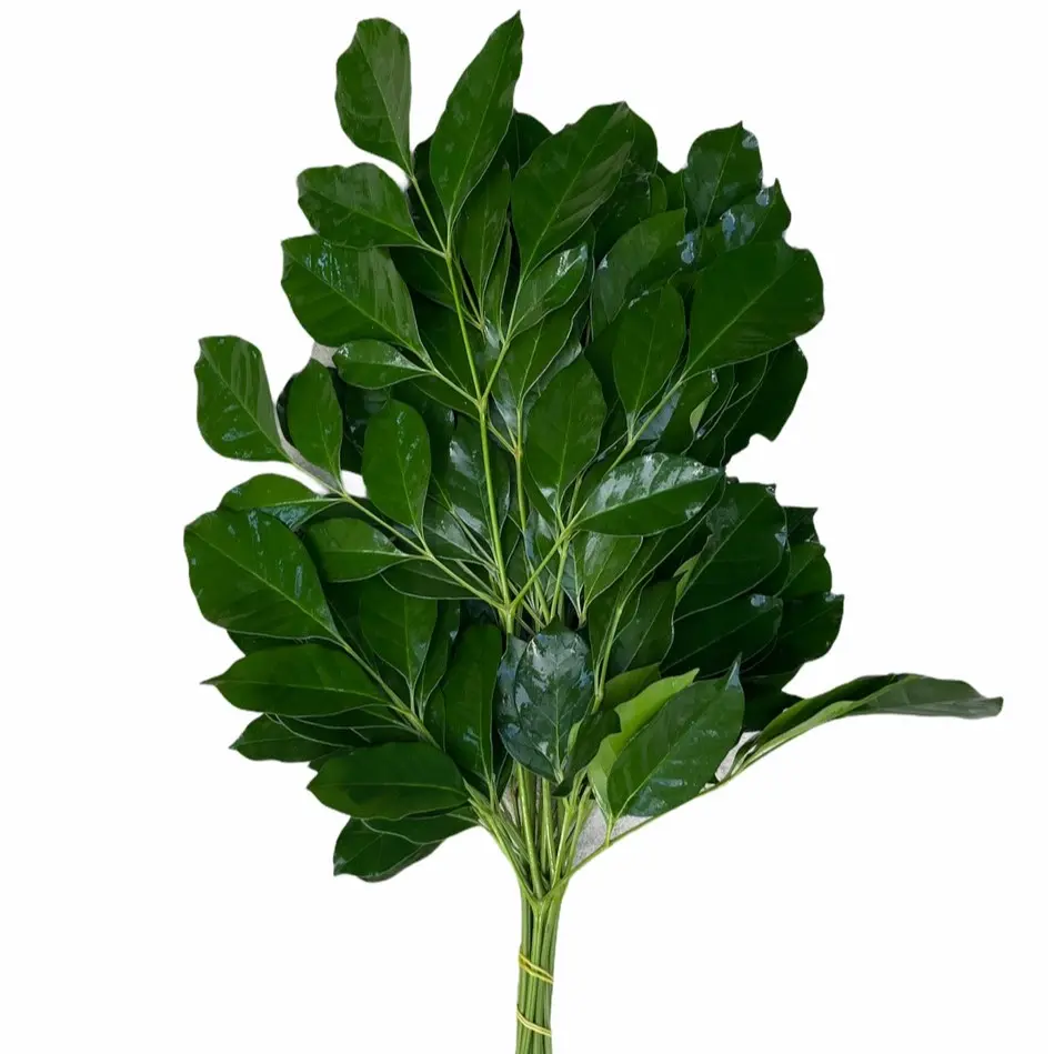 Lá quế (3 cành)