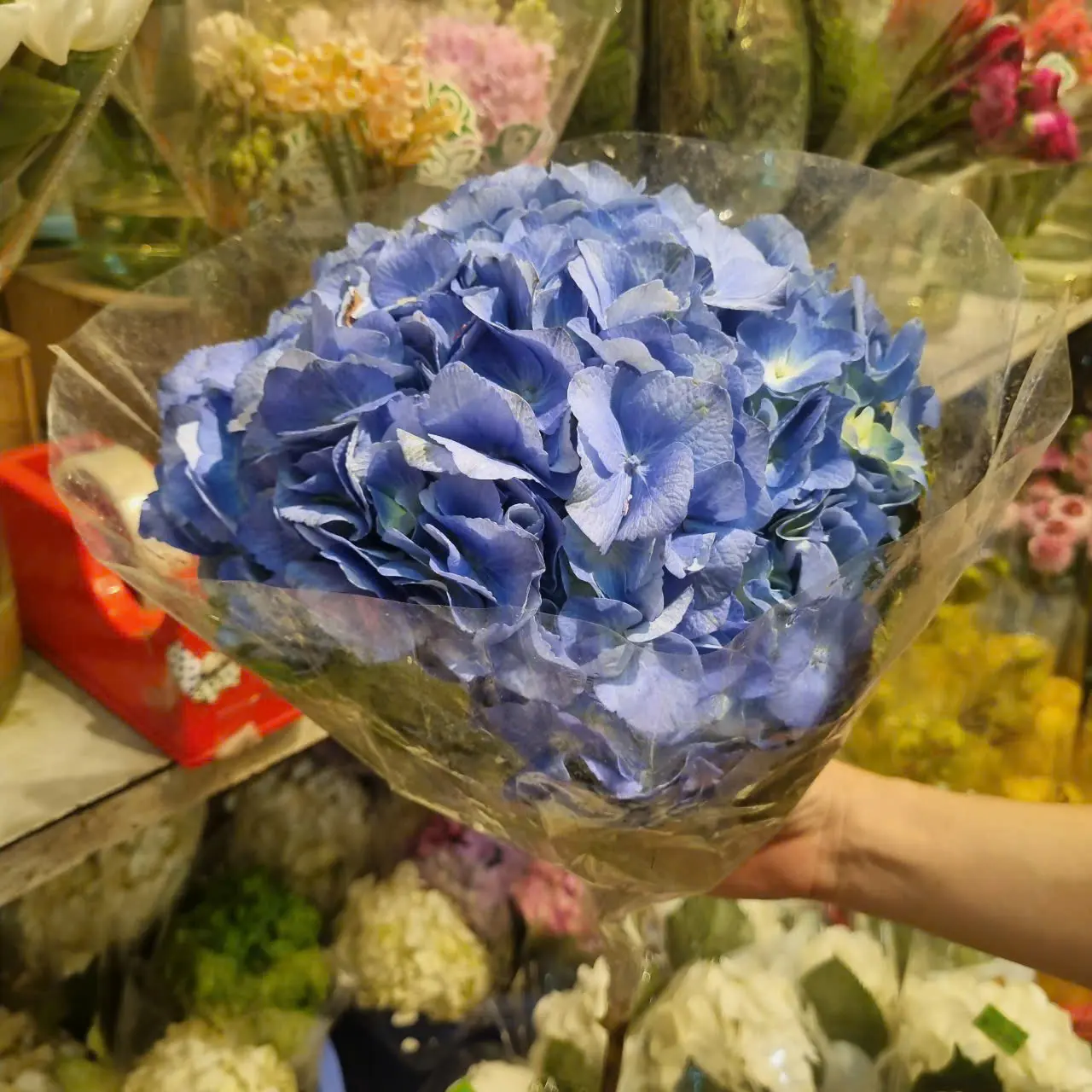 Cẩm tú cầu tím, nhập khẩu (1 bông)