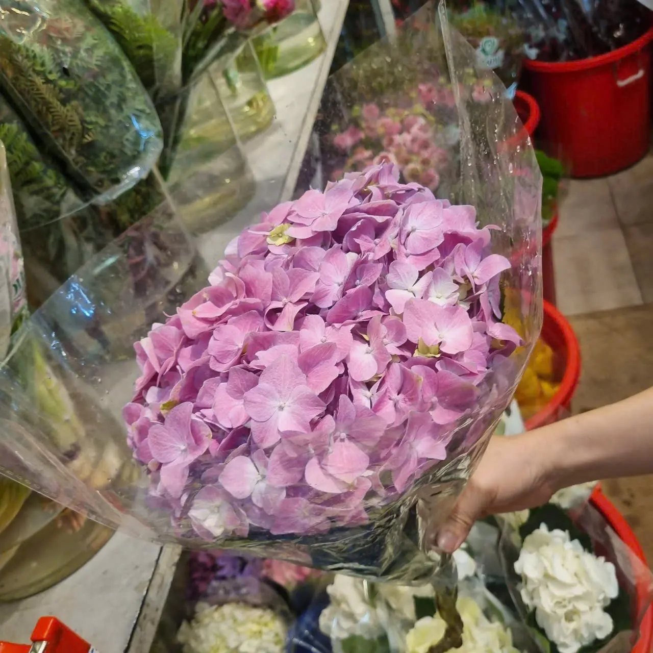 Cẩm tú cầu hồng, nhập khẩu (1 bông)