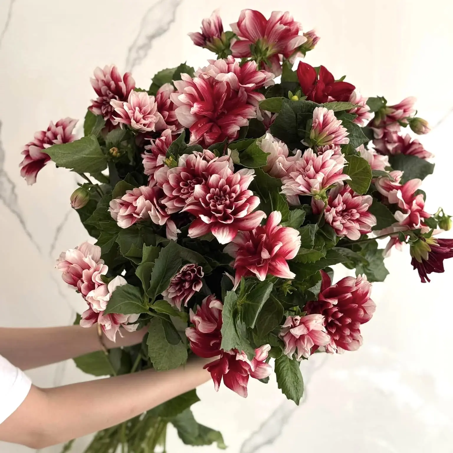 Thược dược đỏ (bó)