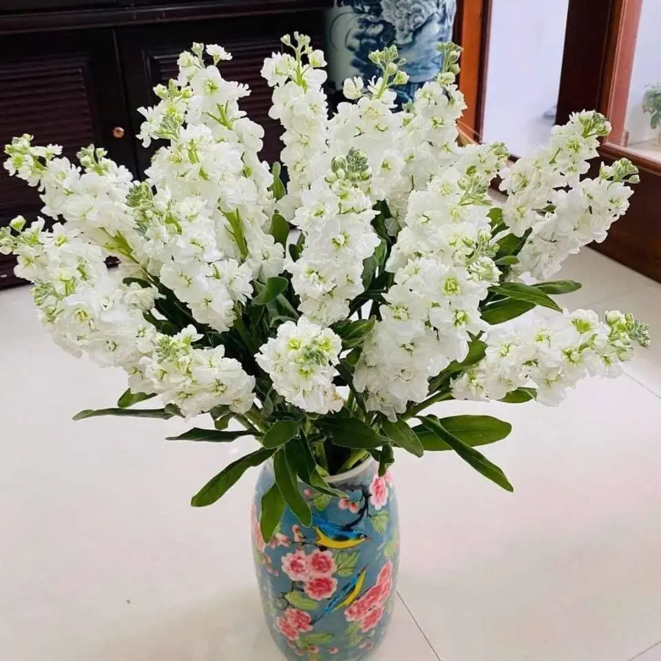 Phi yến trắng (10 cành)