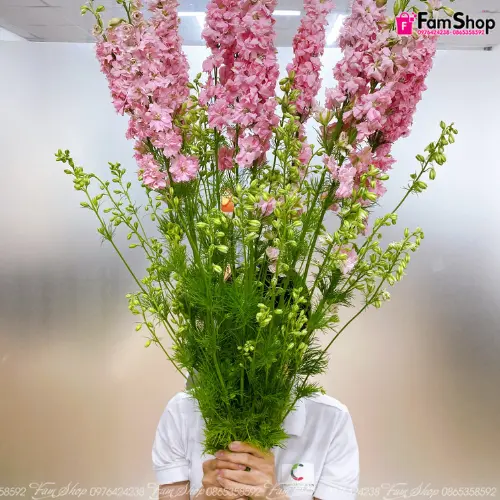 Đại Phi yến Delphi hồng (10 cành)