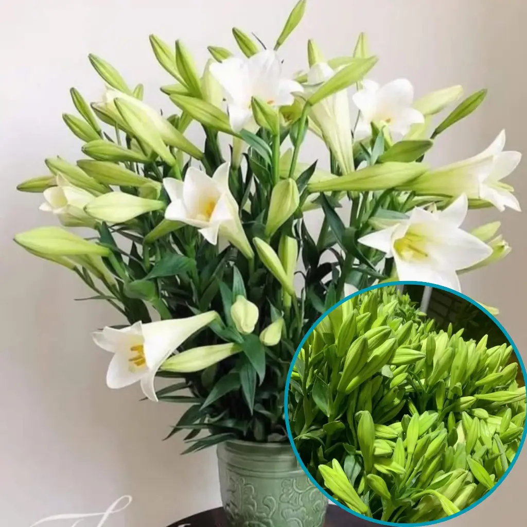 Hoa Loa kèn chùm (20 bông/bó)