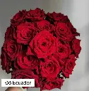 Hoa hồng Ecuador đỏ (50 bông/bó)