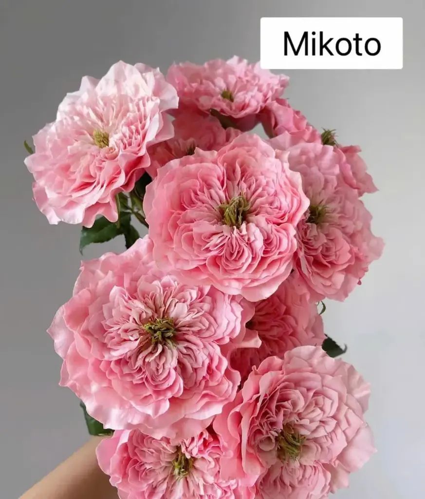 Hoa hồng Mikoto (50 bông/bó) 