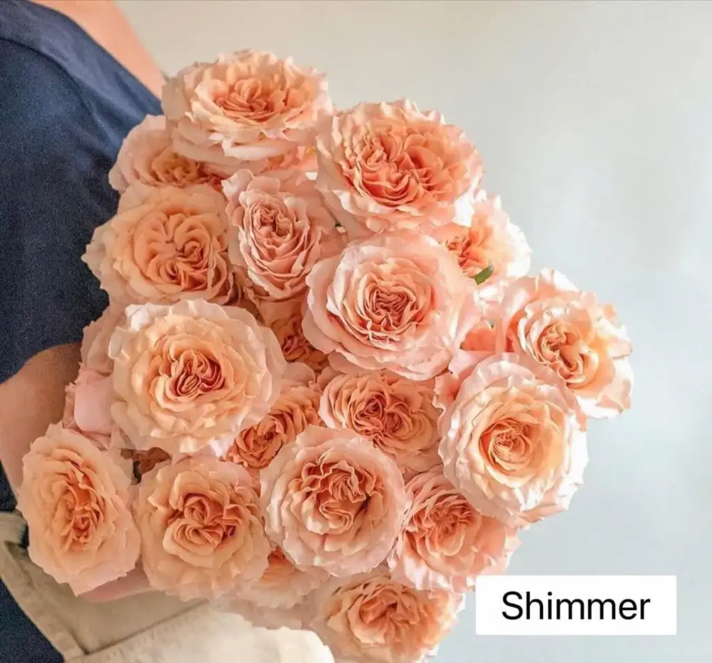 Hoa hồng Shimmer (50 bông/bó)