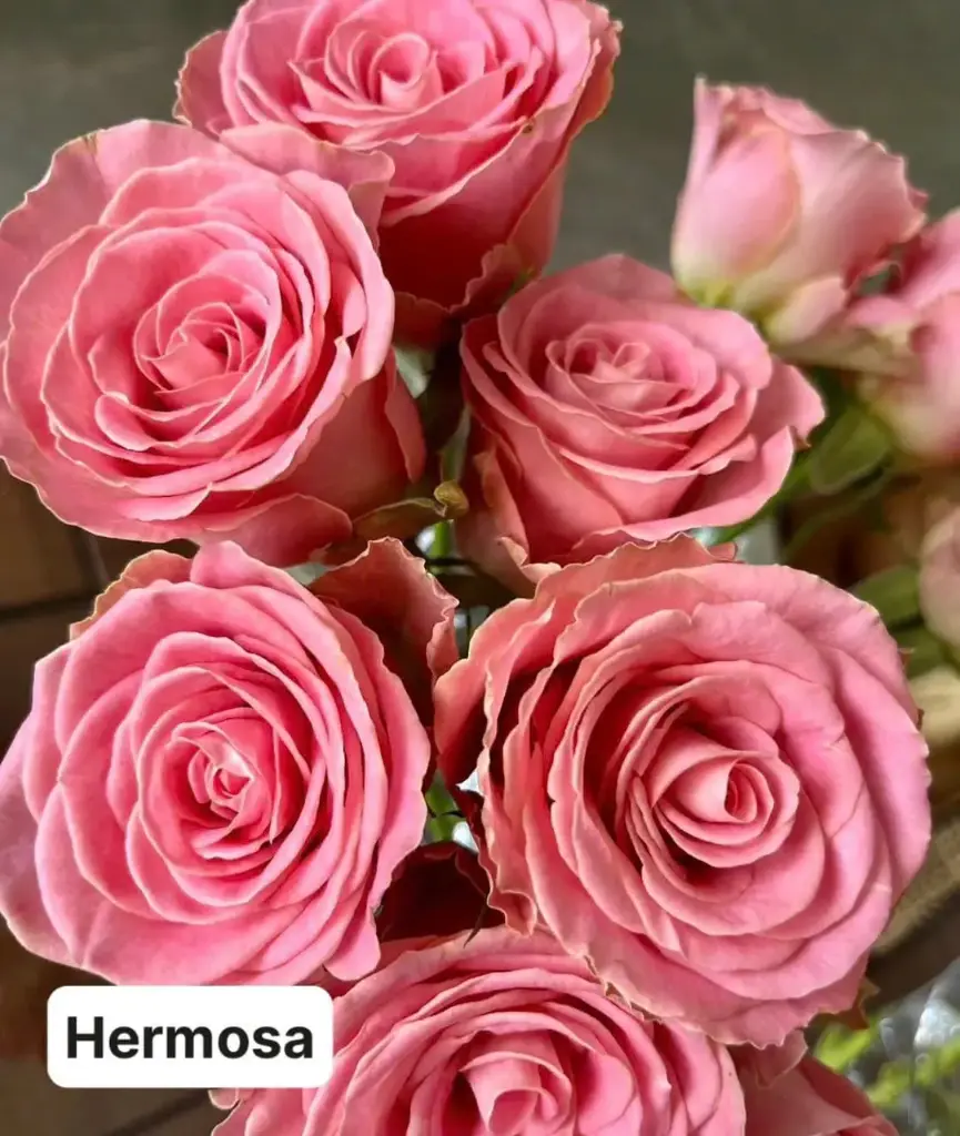 Hoa hồng Hermosa (50 bông/bó)