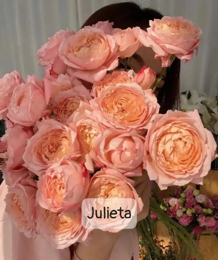 Hoa hồng Julieta (50 bông/bó)