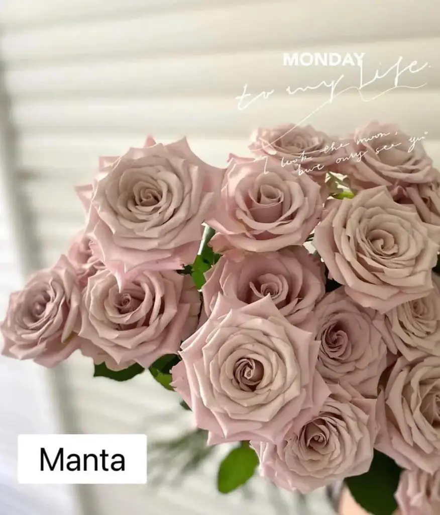 Hoa hồng Manta (50 bông/bó)