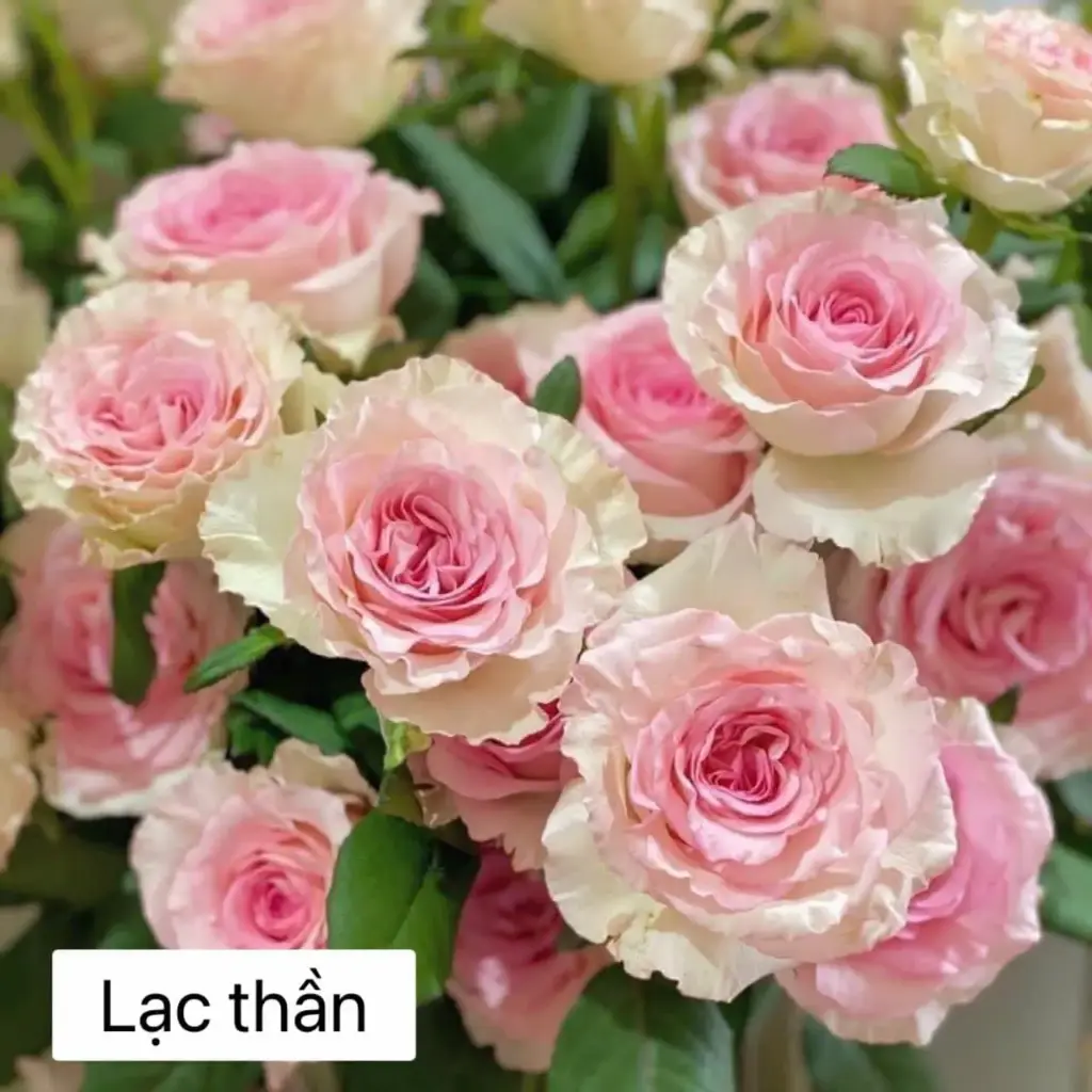 Hoa hồng Lạc thần (50 bông/bó)
