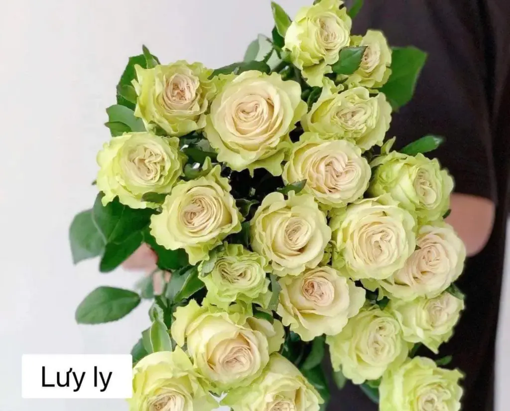 Hoa hồng Lưu ly (50 bông/bó)