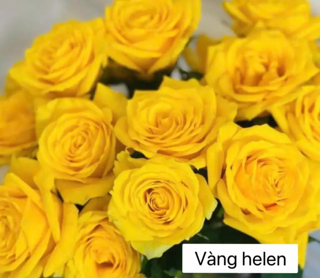 Hoa hồng Vàng Helen (50 bông/bó)