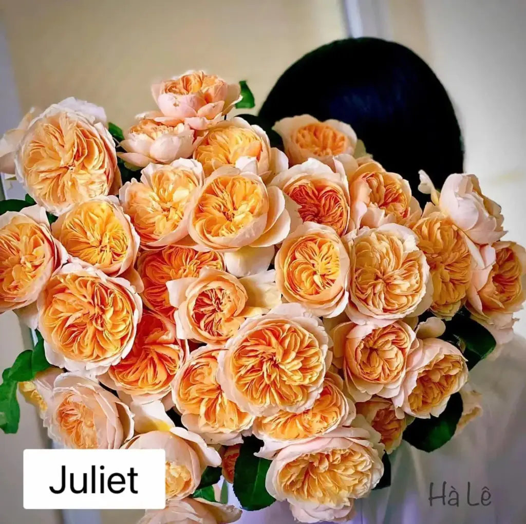 Hoa hồng Juliet (50 bông/bó)