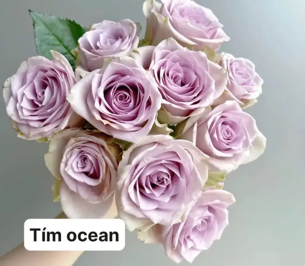 Hoa hồng Tím Ocean (50 bông/bó)