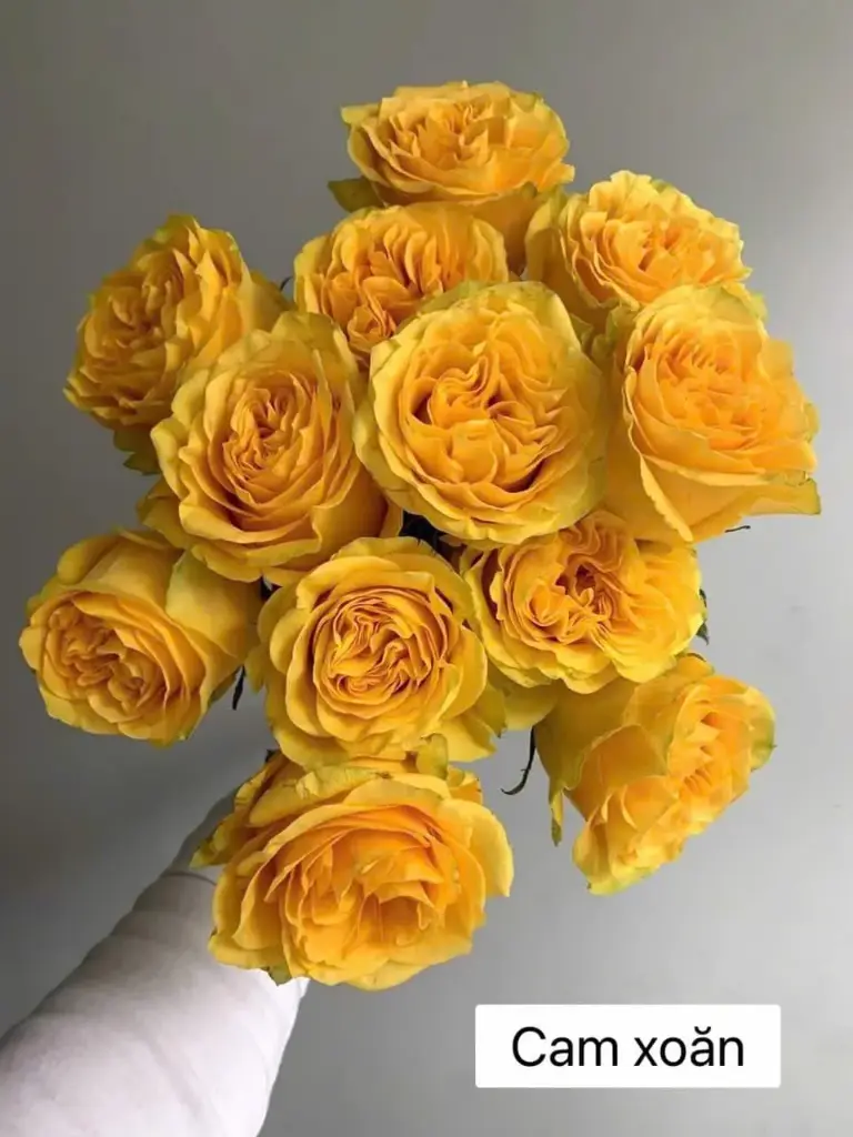 Hoa hồng Cam xoăn (50 bông/bó))