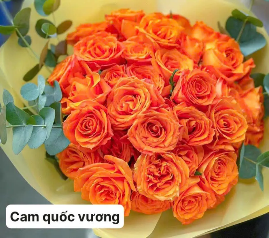 Hoa hồng Cam Quốc Vương (50 bông/bó)