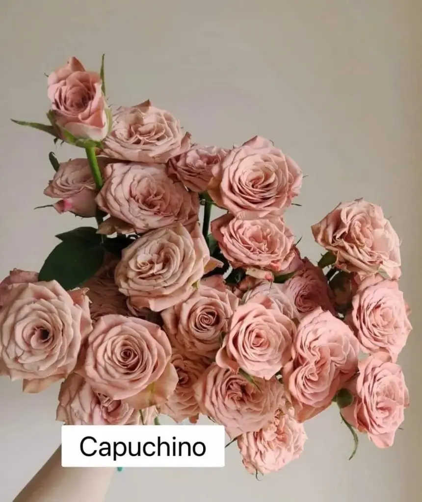 Hoa hồng Capuchino (50 bông/bó)