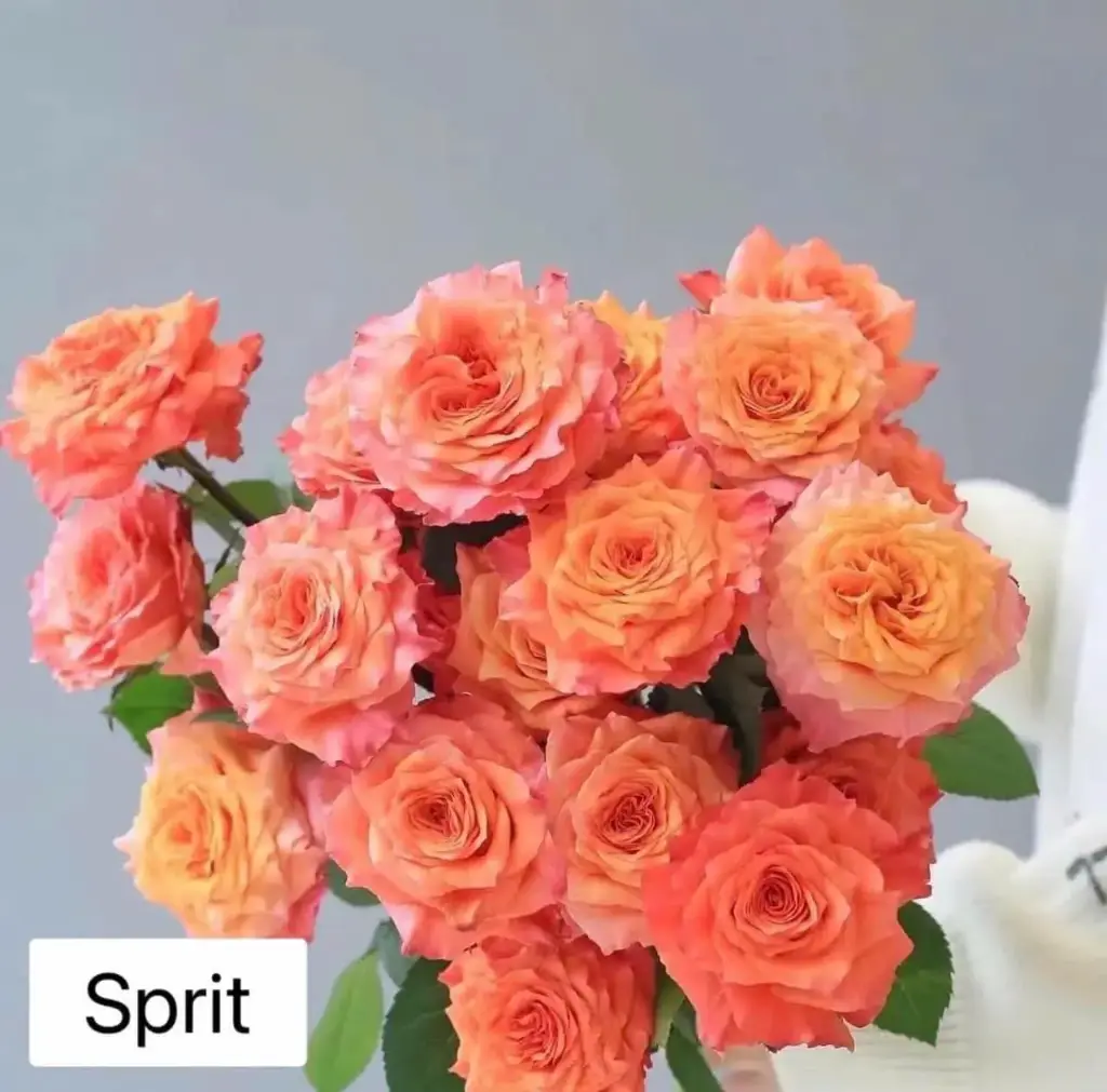 Hoa hồng Cam Spirit (50 bông/bó)