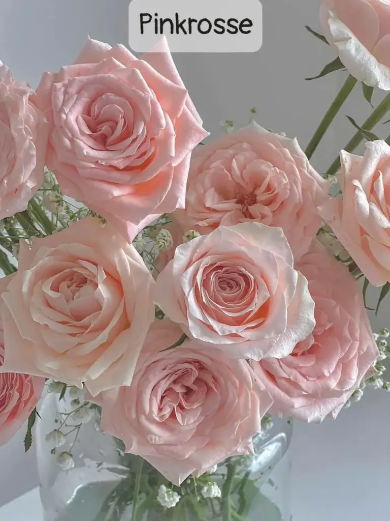 Hoa hồng Pinkrosse (50 bông/bó)