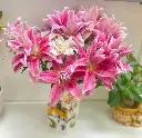 Hoa Ly kép hồng (5 Cành, 2-3 bông/cành)