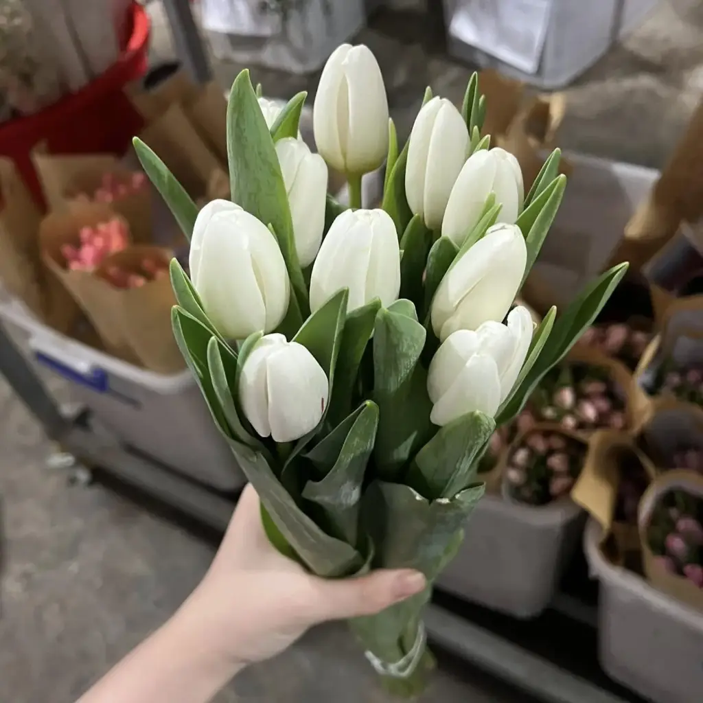 Tulip trắng (10 bông/bó)