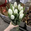 Tulip trắng (10 bông/bó)