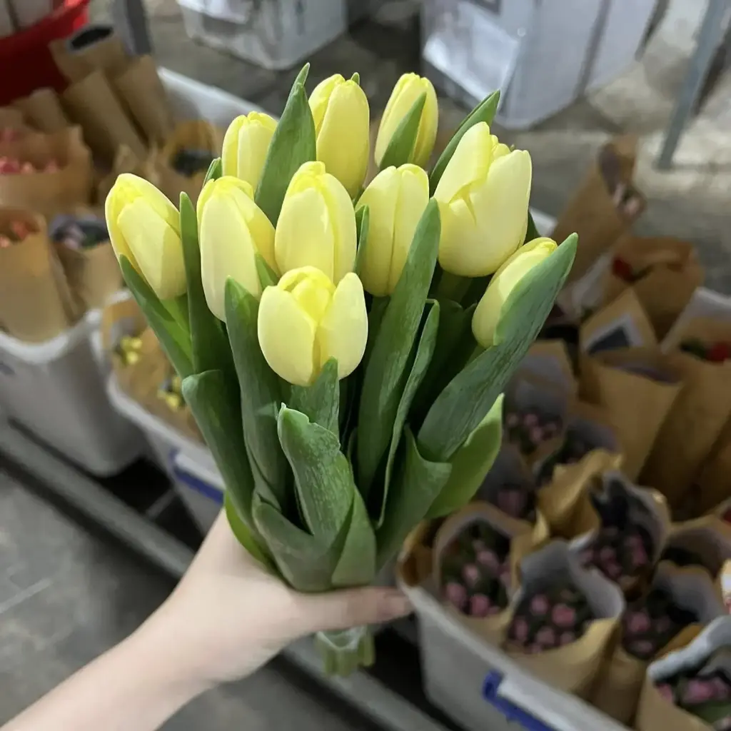 Tulip vàng (10 bông/bó)