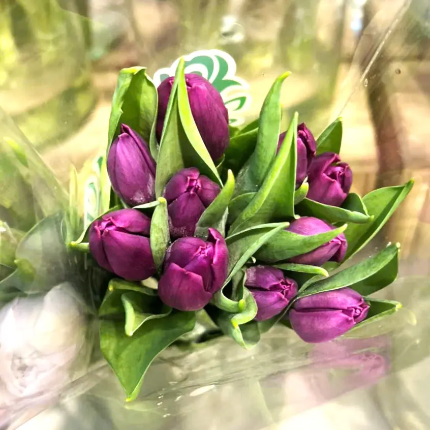 Tulip tím (10 bông/bó)