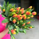 Tulip Cam (10 bông/bó)