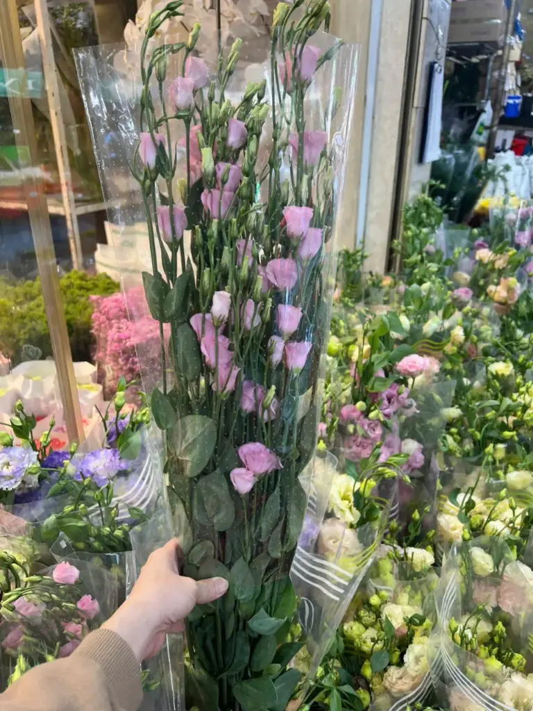 Cát Tường hồng Vivian