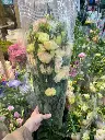 Cát Tường Xoăn phớt hồng