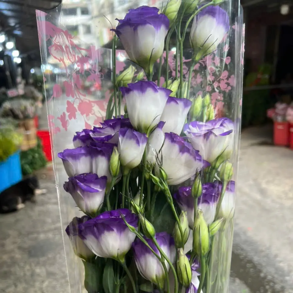 Cát Tường Tím