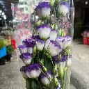 Cát Tường Tím